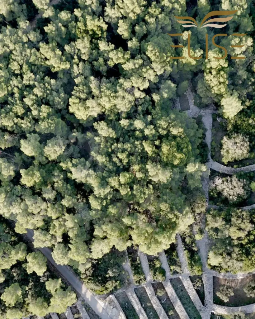 tankaraca web 8.webp