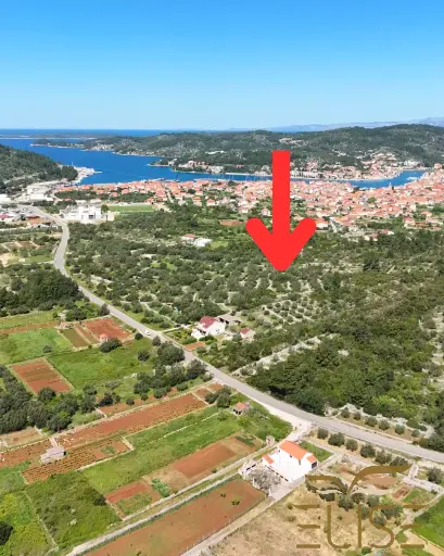 MALERISCHER OLIVENHAIN IN DER NÄHE VON VELA LUKA