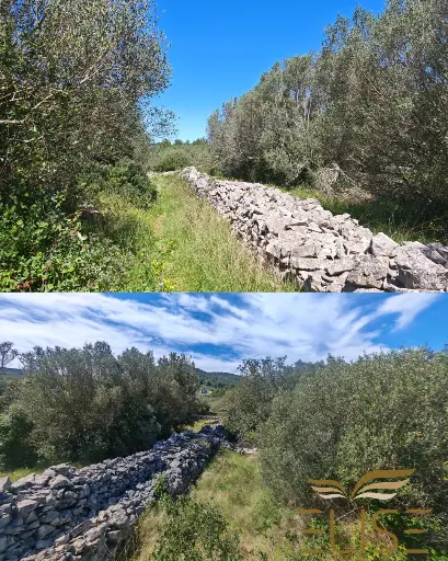 MALERISCHER OLIVENHAIN IN DER NÄHE VON VELA LUKA