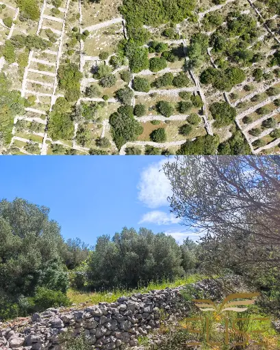 MALERISCHER OLIVENHAIN IN DER NÄHE VON VELA LUKA