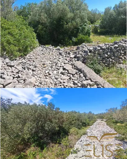 MALERISCHER OLIVENHAIN IN DER NÄHE VON VELA LUKA
