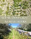 SCENIC OLIVE GROVE NEAR VELA LUKA 3100m2 - 90.000€