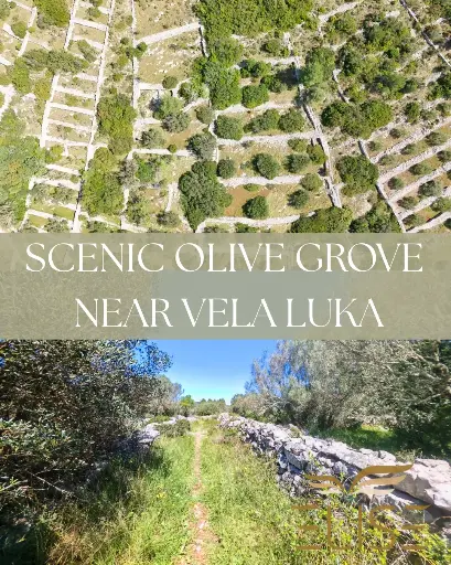 MALERISCHER OLIVENHAIN IN DER NÄHE VON VELA LUKA